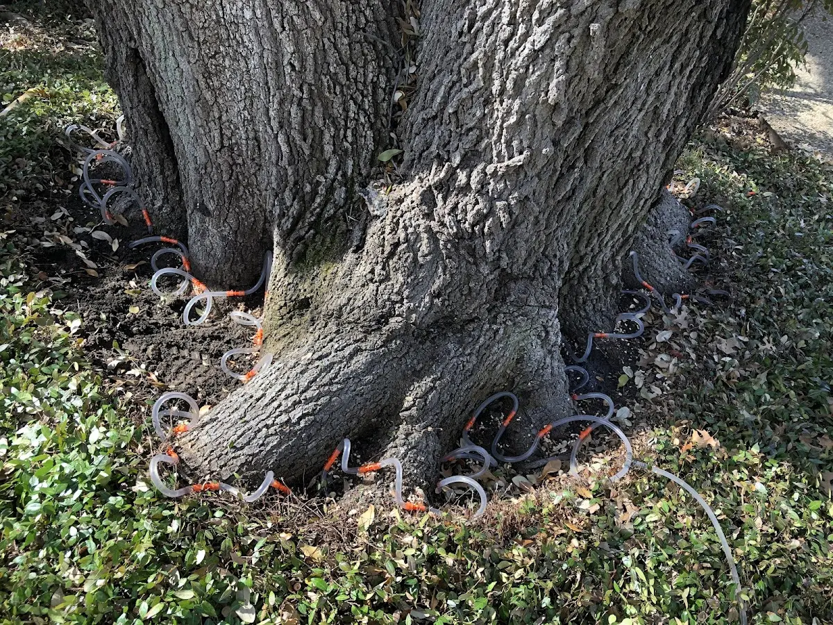 Detailed Tree Cabling and Bracing job site in Romney