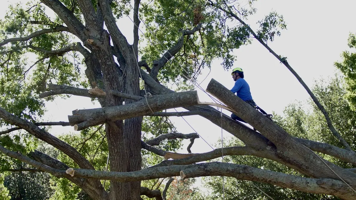 Professional Hazardous Tree Removal performed by certified arborists in Romney