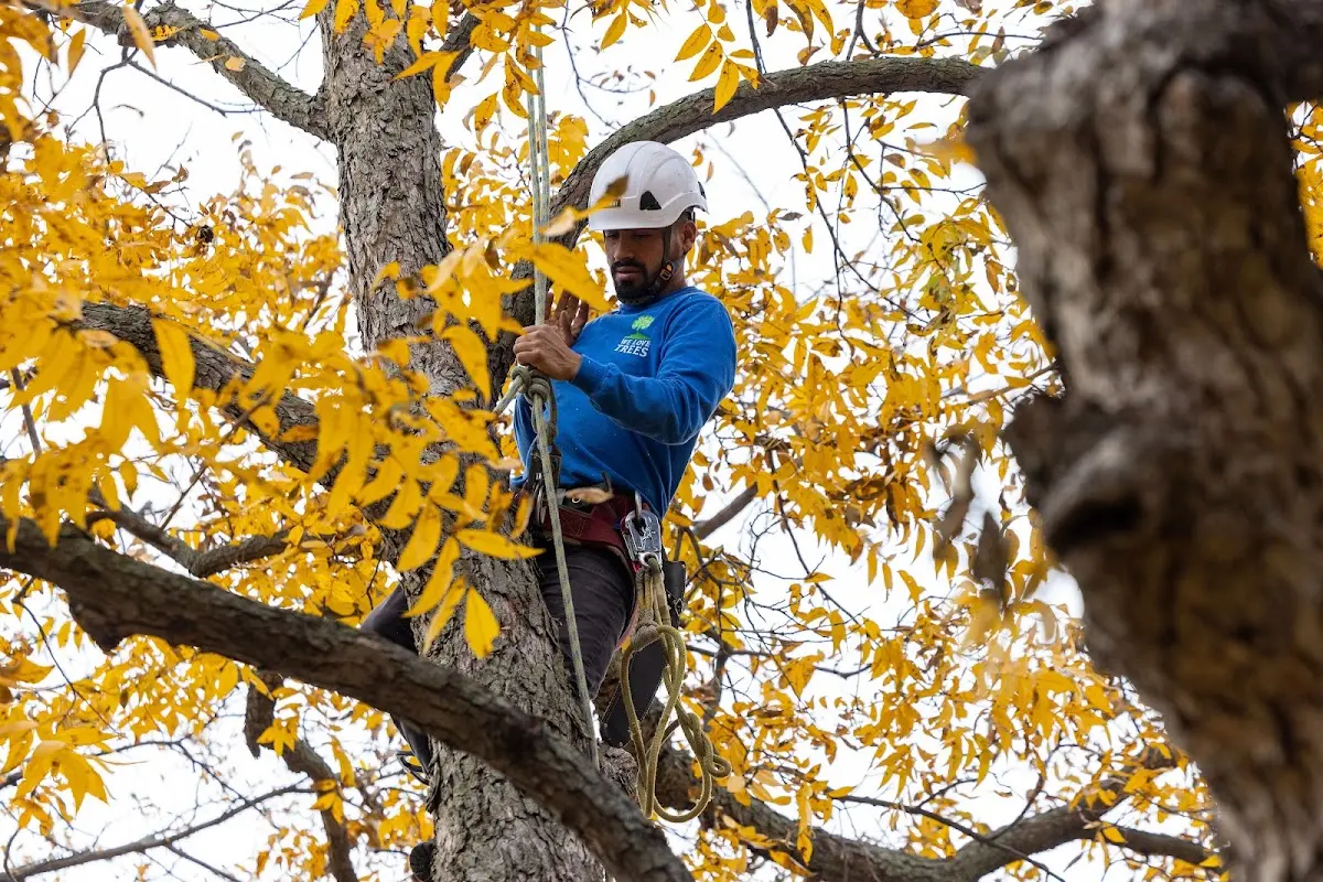 Skilled Tree Transplanting crew working in Romney